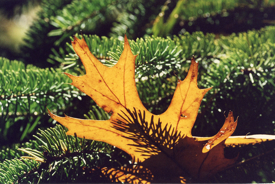 An oak leaf nestled in a pine tree was captured by photographer Dan Riordan.