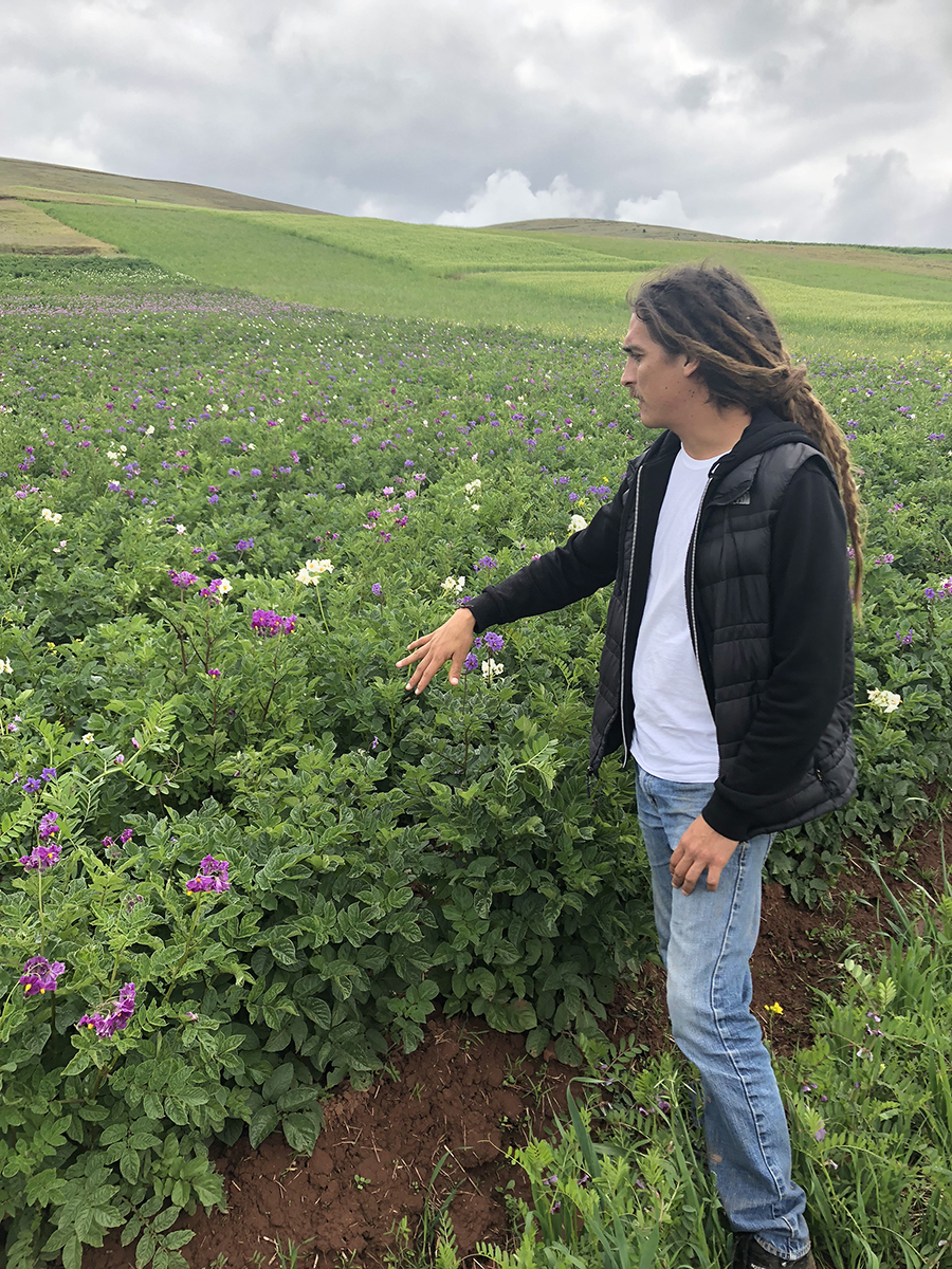 Next academic year Devin Berg, mechanical engineering program director, will use his sabbatical to look at the challenges that must be met for farming to adapt to climate change and look at smart farms. Potatoes are a major crop in Peru.